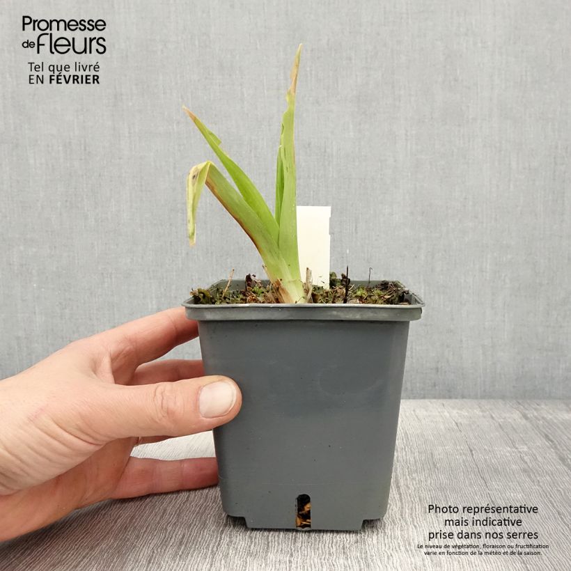 Amostra de Hémérocalle In Excess - Lis d'un jour Pot de 1L/1,5L tal como entregue no inverno