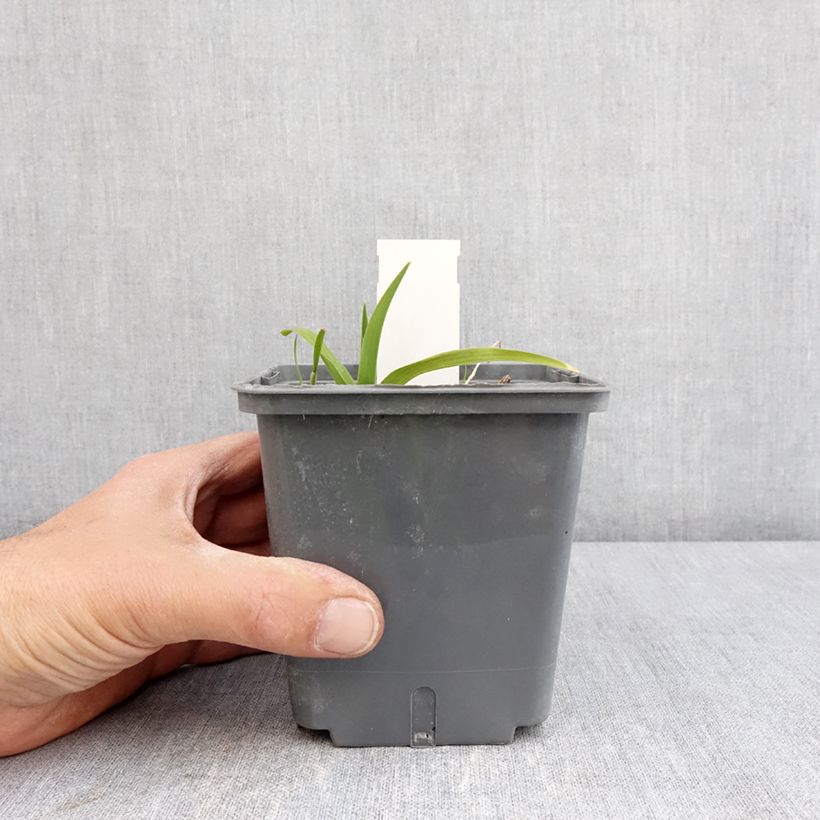 Amostra de Hemerocallis In Excess Vaso de 1 L/1,5 L tal como entregue na primavera