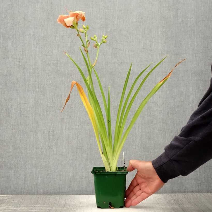 Amostra de Hemerocallis Janice Brown Vaso de 1 L/1,5 L tal como entregue no verão