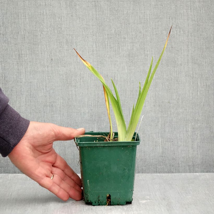 Amostra de Hemerocallis Jason Salter Vaso de 1 L/1,5 L tal como entregue no outono