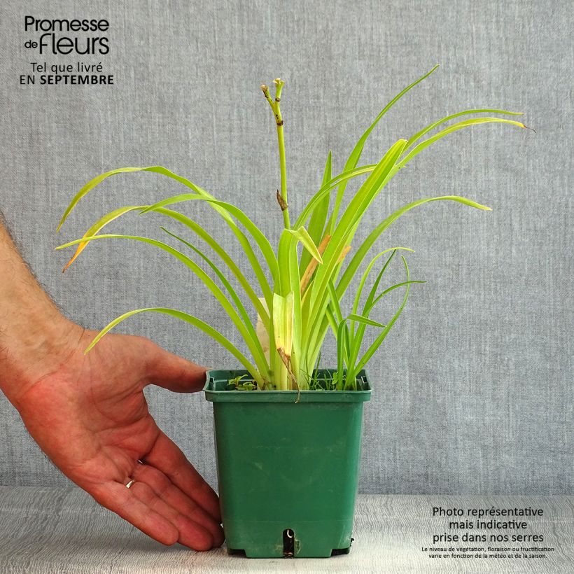 Amostra de Hemerocallis Jason Salter Vaso de 1 L/1,5 L tal como entregue no verão