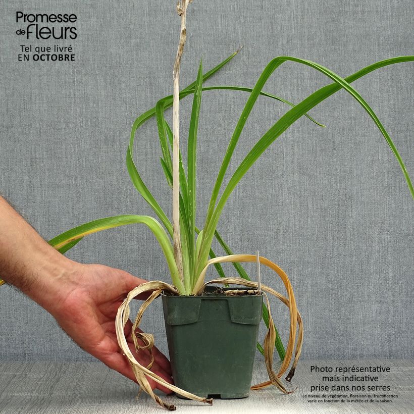 Amostra de Hemerocallis Jolly Hearts Vaso de 8/9 cm tal como entregue no outono