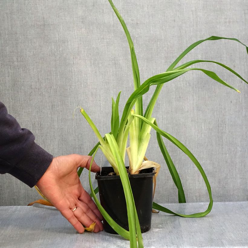 Amostra de Hemerocallis Lacy Doily Vaso de 1 L/1,5 L tal como entregue no outono