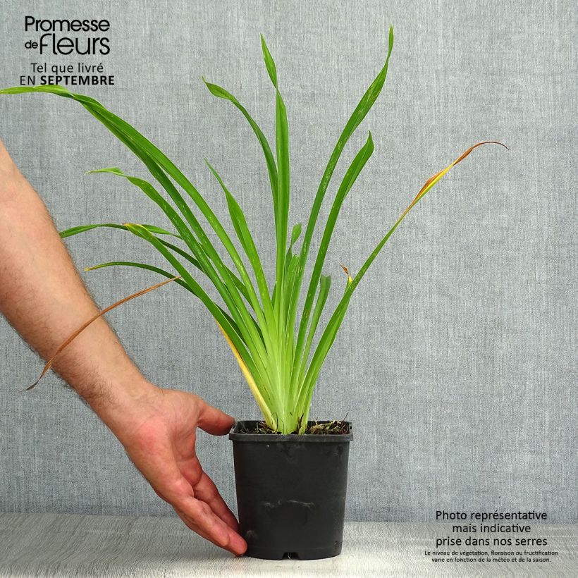 Amostra de Hemerocallis Lacy Doily Vaso de 1 L/1,5 L tal como entregue no verão