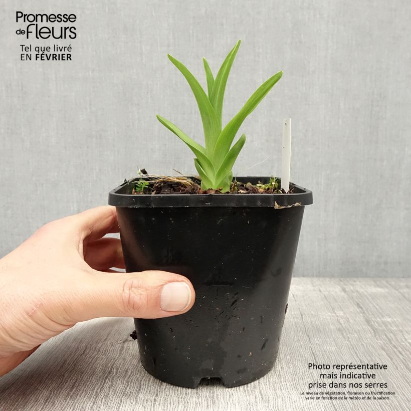 Amostra de Hémérocalle Lacy Doily - Lis d'un jour Pot de 1L/1,5L tal como entregue no inverno