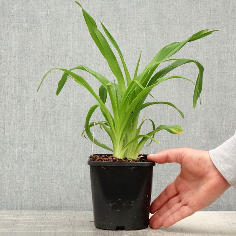 Amostra de Hemerocallis Lacy Doily Vaso de 1 L/1,5 L tal como entregue na primavera