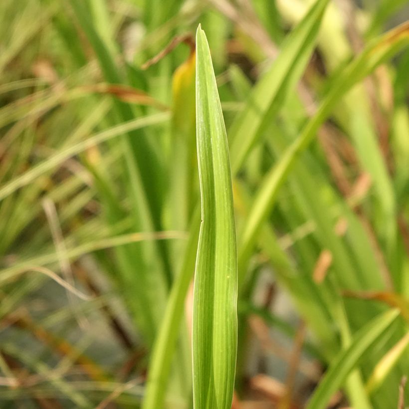 Hemerocallis Lacy Doily (Folhagem)