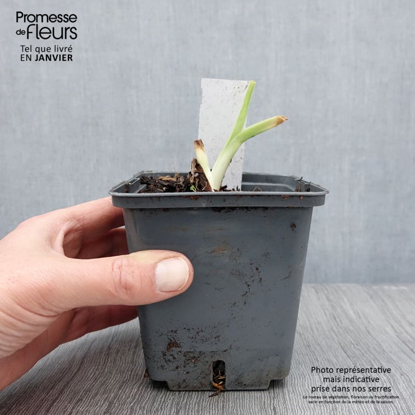 Amostra de Hémérocalle Land of Cotton - Lis d'un jour Pot de 1L/1,5L tal como entregue no inverno