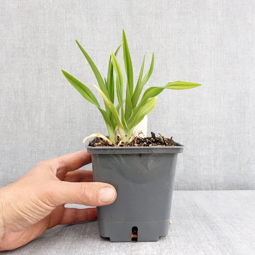 Amostra de Hemerocallis Land of Cotton Vaso de 1 L/1,5 L tal como entregue na primavera