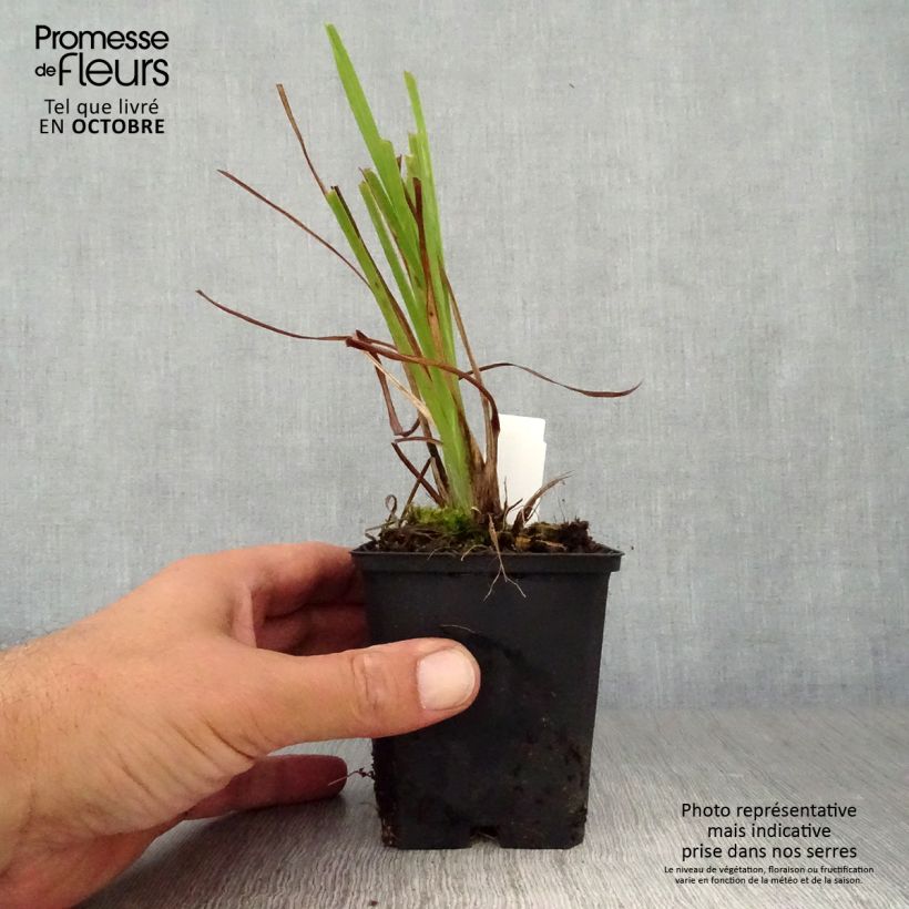 Amostra de Hemerocallis lilioasphodelus Vaso de 8/9 cm tal como entregue no outono