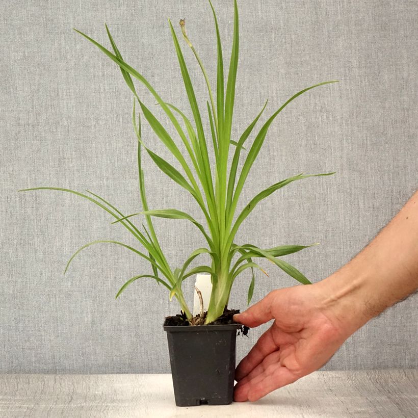 Amostra de Hemerocallis lilioasphodelus Vaso de 8/9 cm tal como entregue no verão