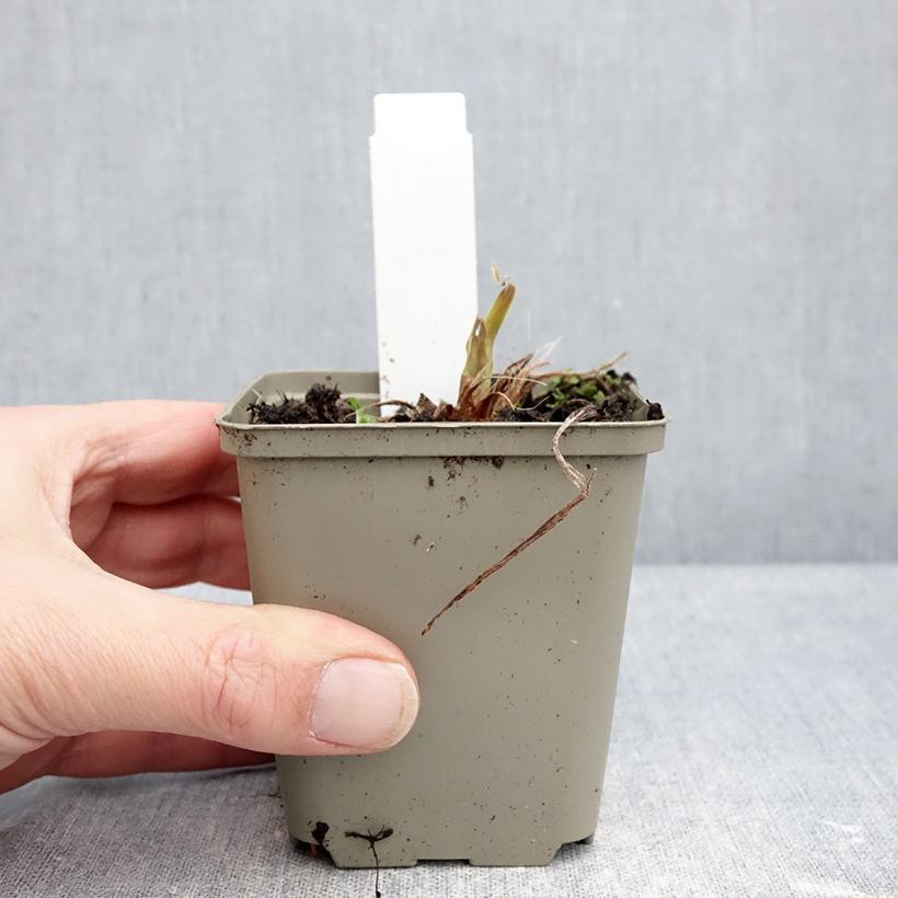 Amostra de Hemerocallis Lucretius Vaso de 8/9 cm tal como entregue no inverno