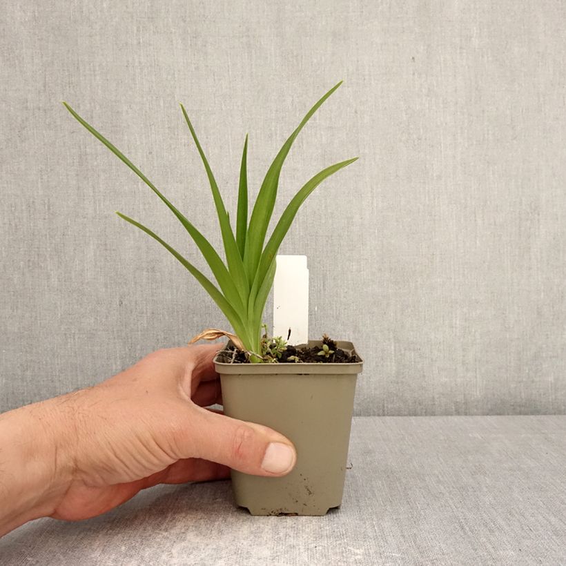 Amostra de Hemerocallis Lucretius Vaso de 8/9 cm tal como entregue na primavera