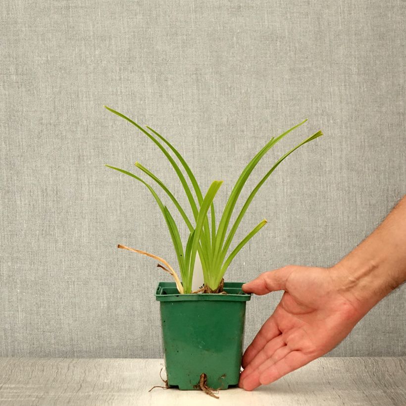 Amostra de Hemerocallis Lullaby Baby Vaso de 8/9 cm tal como entregue no verão