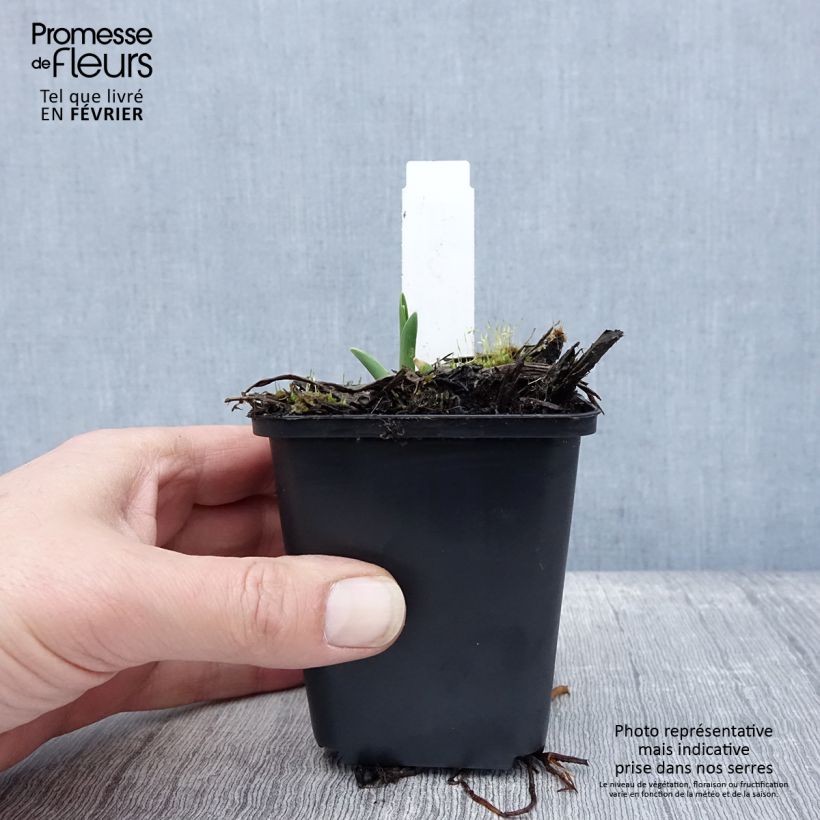 Amostra de Hémérocalle Lullaby Baby - Lis d'un jour rose saumoné pâle Vaso de 8/9 cm tal como entregue no inverno