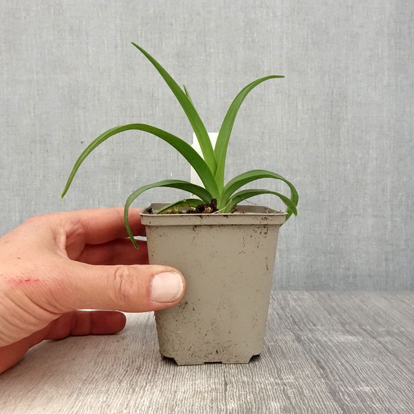 Amostra de Hemerocallis Lullaby Baby Vaso de 8/9 cm tal como entregue na primavera