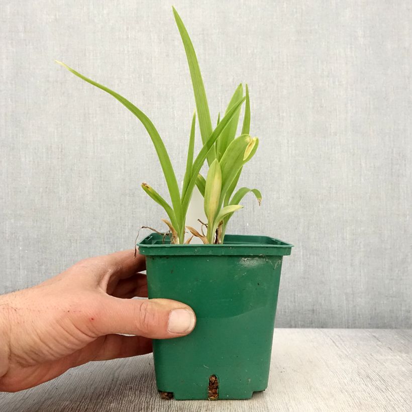 Amostra de Hemerocallis Luxury Lace Vaso de 1 L/1,5 L tal como entregue na primavera