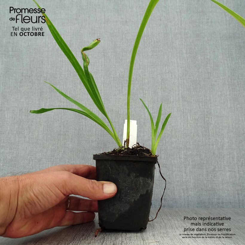 Amostra de Hemerocallis Margaret Perry Vaso de 8/9 cm tal como entregue no outono