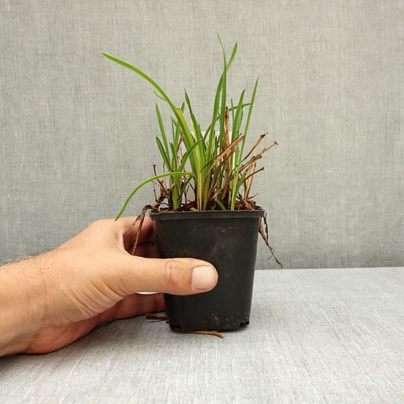 Amostra de Hemerocallis Mauna Loa Vaso de 8/9 cm tal como entregue no verão