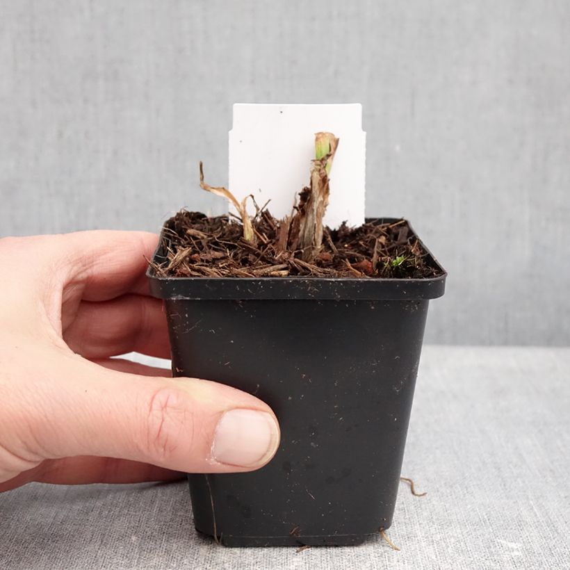 Amostra de Hémérocalle Mauna Loa - Lis d'un jour orange Vaso de 8/9 cm tal como entregue no inverno