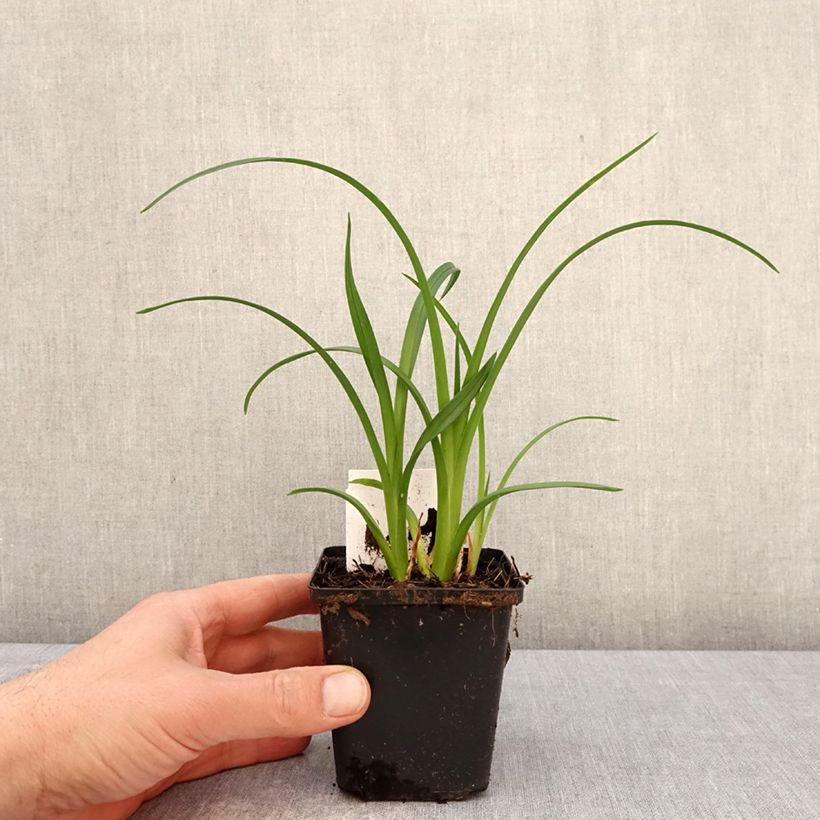 Amostra de Hemerocallis Mauna Loa Vaso de 8/9 cm tal como entregue na primavera