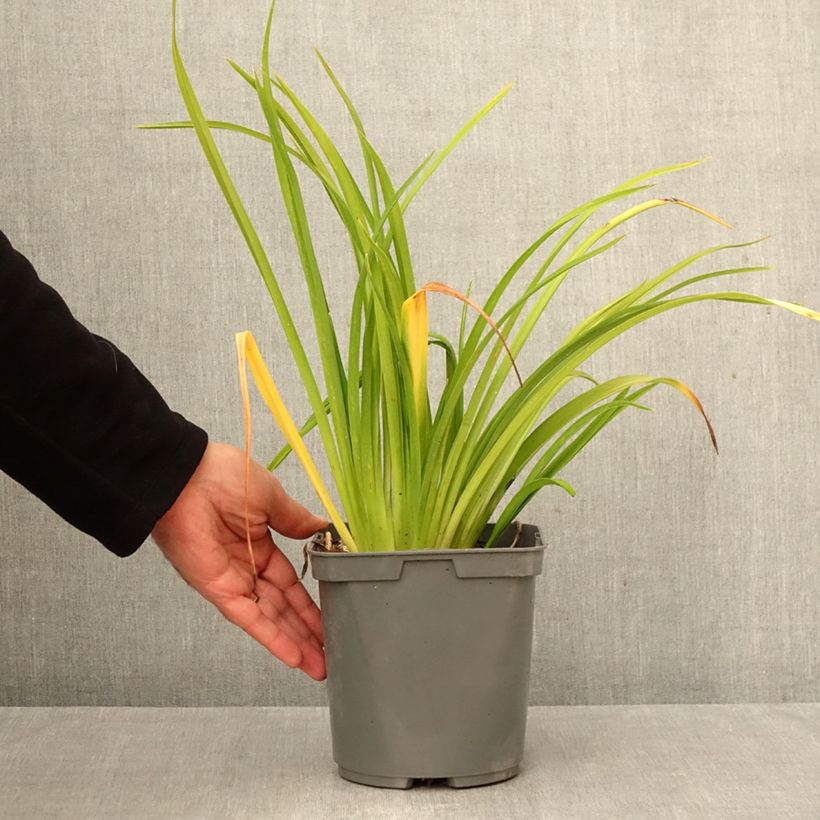Amostra de Hemerocallis Mauna Loa Vaso de 2 L/3 L tal como entregue no outono