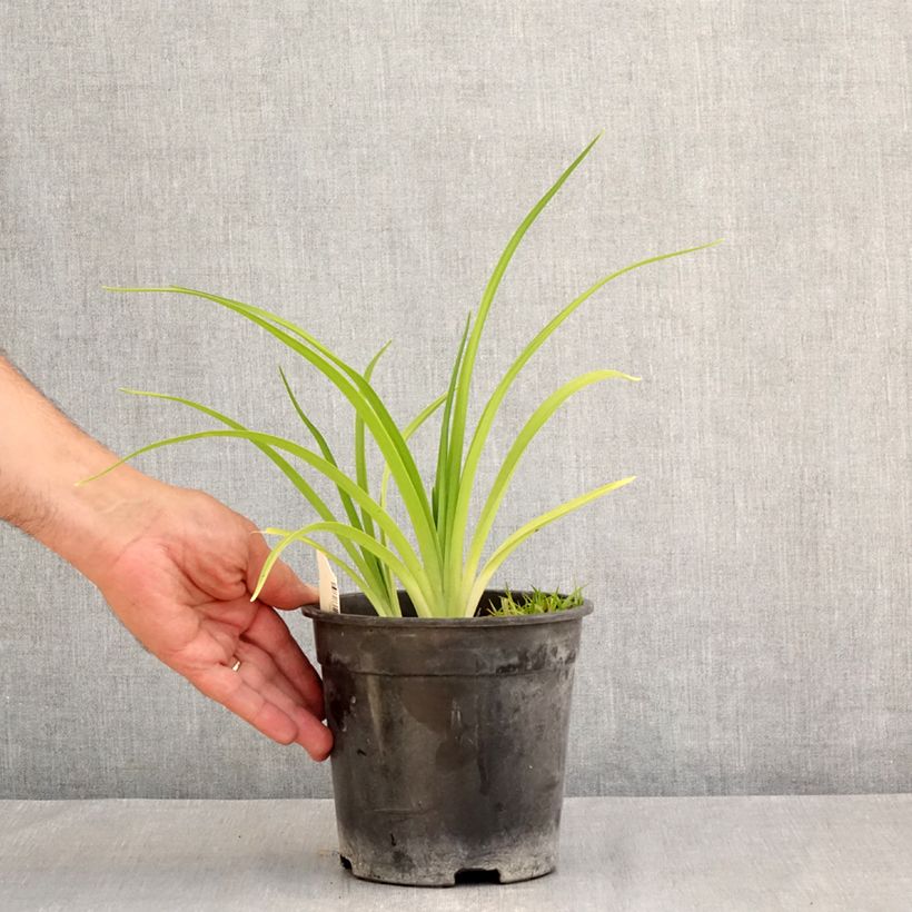 Amostra de Hemerocallis Mauna Loa Vaso de 2 L/3 L tal como entregue no verão