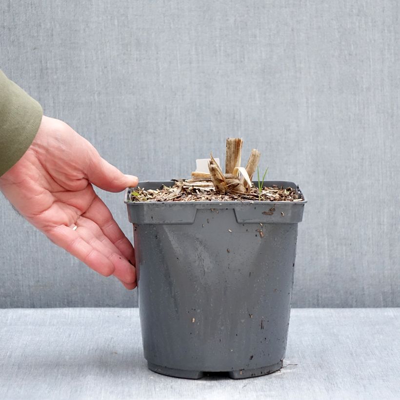 Amostra de Hémérocalle Mauna Loa - Lis d'un jour orange Vaso de 2 L/3 L tal como entregue no inverno