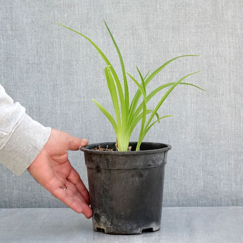 Amostra de Hemerocallis Mauna Loa Vaso de 2 L/3 L tal como entregue na primavera