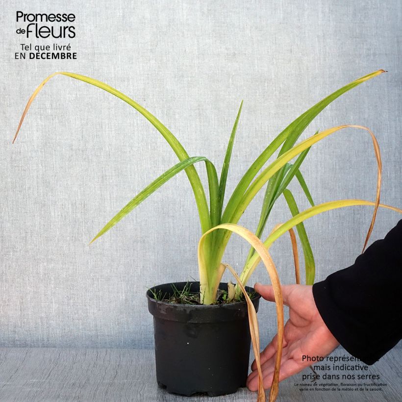Amostra de Hemerocallis Mildred Mitchell Vaso de 2 L/3 L tal como entregue no outono