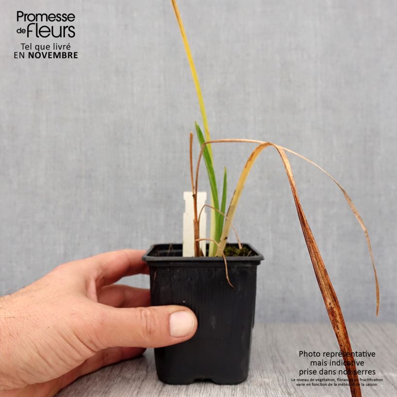 Amostra de Hemerocallis Mildred Mitchell Vaso de 8/9 cm tal como entregue no outono