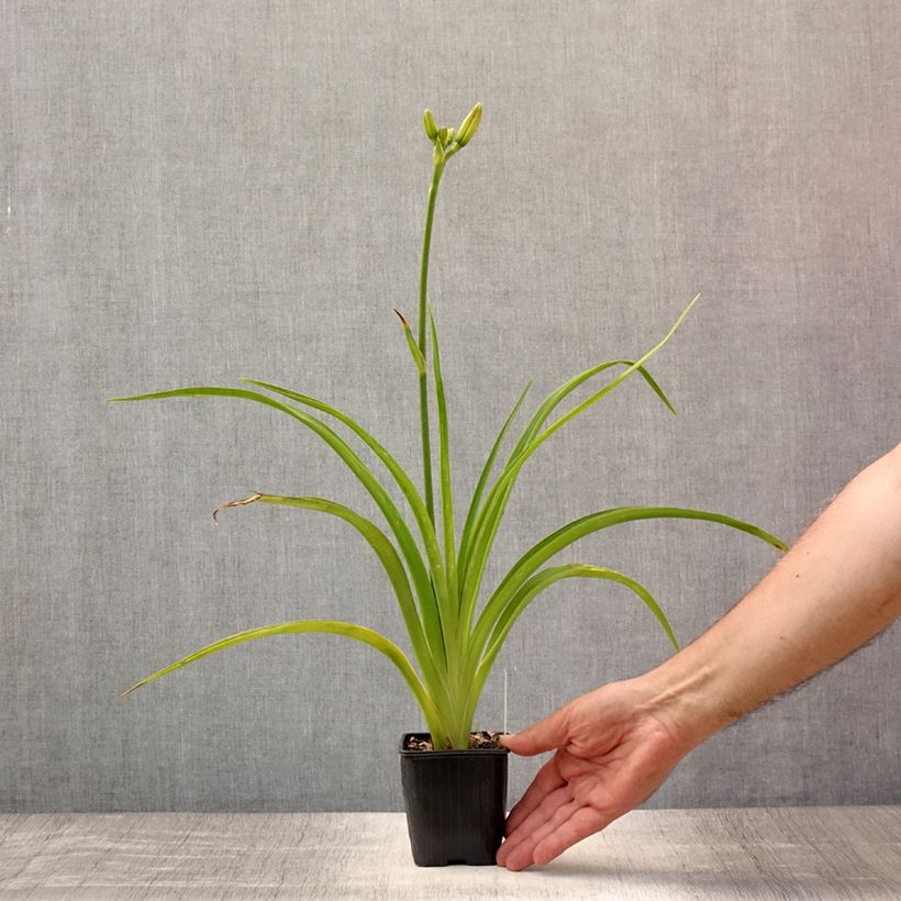 Amostra de Hemerocallis Mildred Mitchell Vaso de 8/9 cm tal como entregue no verão