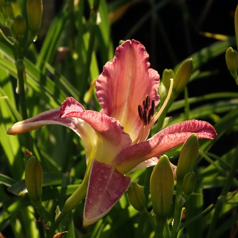 Hemerocallis Mildred Mitchell (Floração)