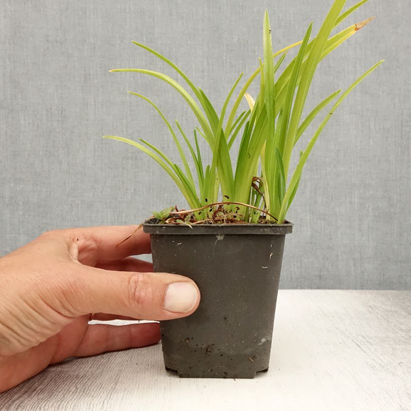 Amostra de Hemerocallis Mini Pearl Vaso de 8/9 cm tal como entregue no verão