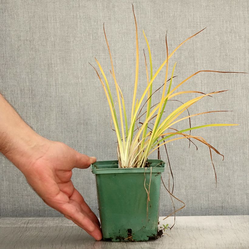 Amostra de Hemerocallis Mini Stella Vaso de 1 L/1,5 L tal como entregue no outono