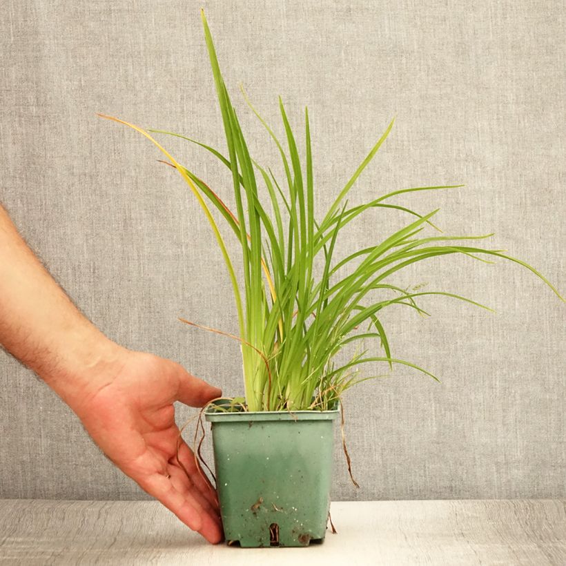 Amostra de Hemerocallis Mini Stella Vaso de 1 L/1,5 L tal como entregue no verão