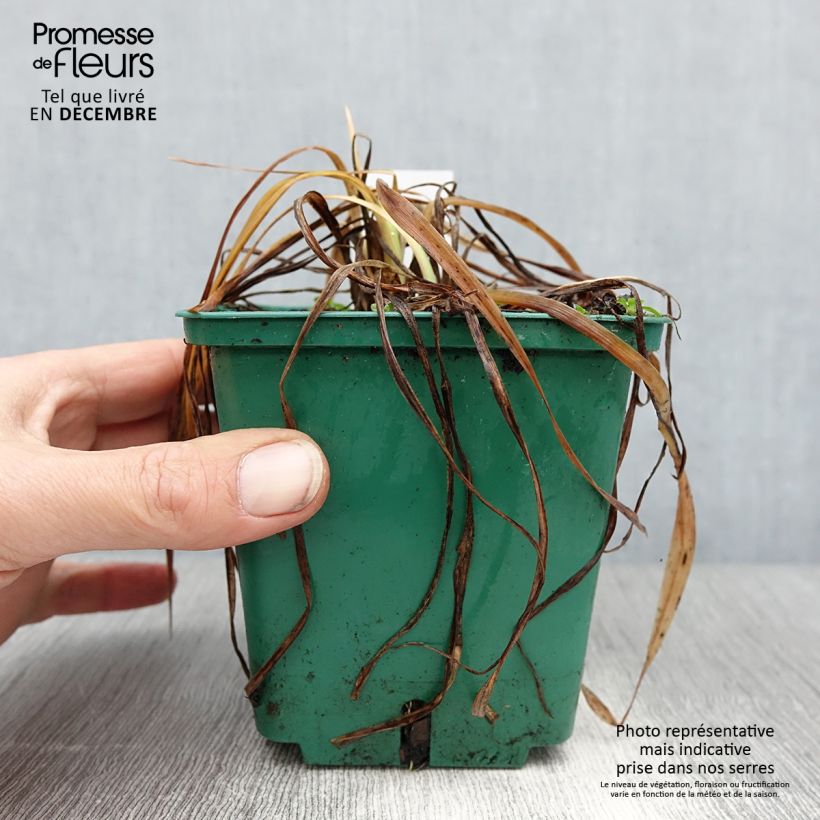 Amostra de Hemerocalle Mini Stella - Lis d'un jour jaune vif Vaso de 1 L/1,5 L tal como entregue no inverno