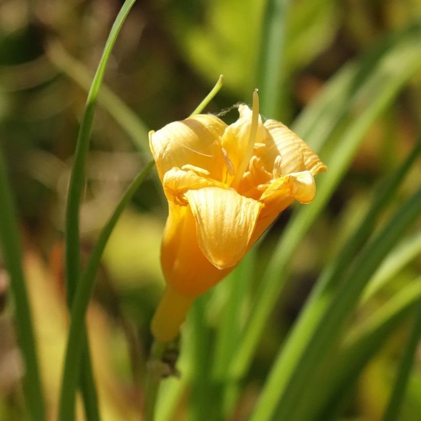 Hemerocallis Mini Stella (Floração)