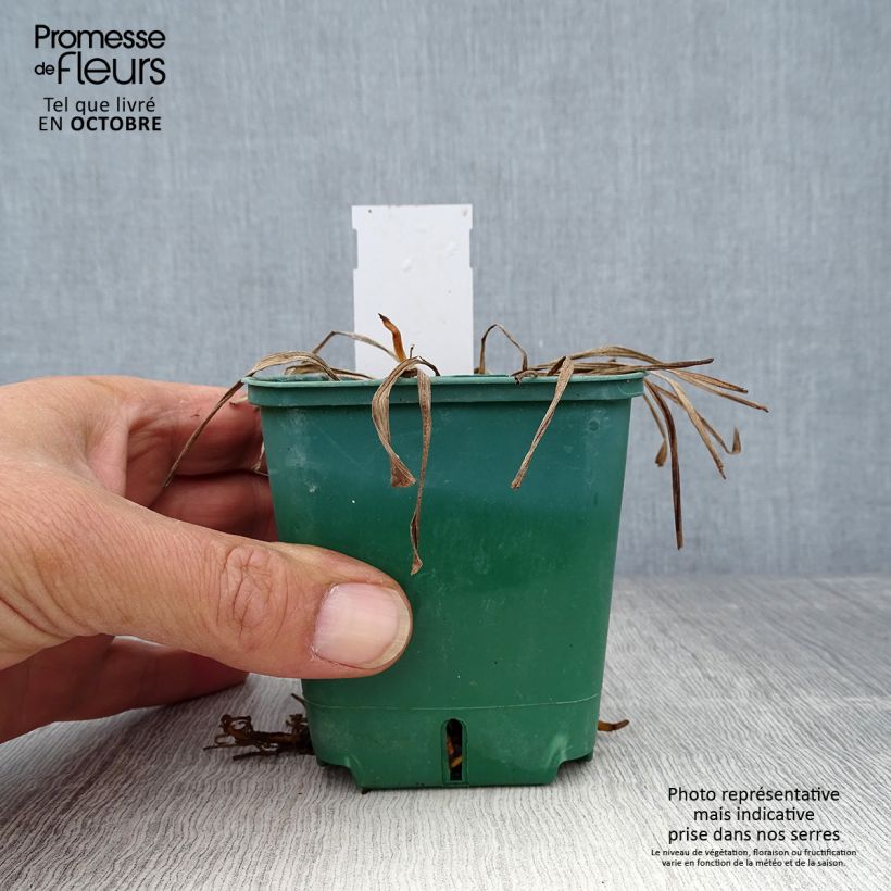 Amostra de Hemerocallis Mini Stella Vaso de 8/9 cm tal como entregue no outono