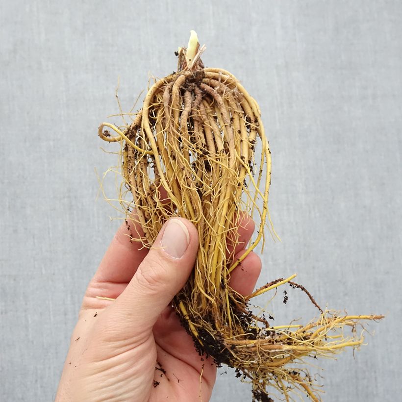 Amostra de Hemerocalle Mini Stella - Lis d'un jour jaune vif Raízes nuas tal como entregue no inverno