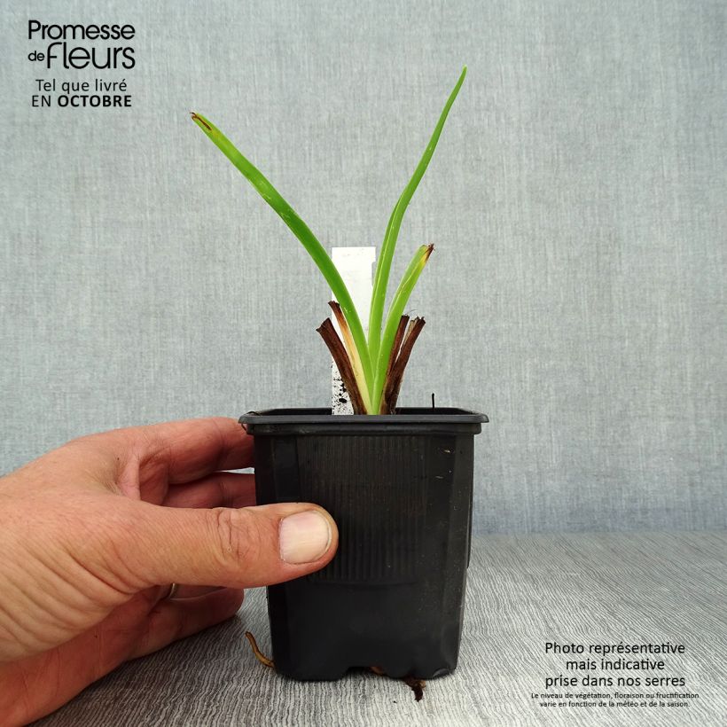 Amostra de Hemerocallis Moonlight Masquerade Vaso de 8/9 cm tal como entregue no outono