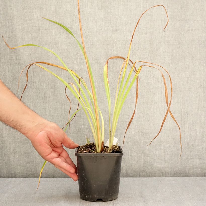Amostra de Hemerocallis Moonlight Masquerade Vaso de 1,5 L/2 L tal como entregue no verão