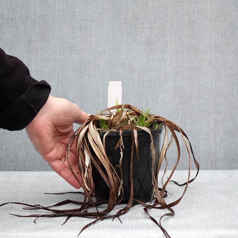 Amostra de Hémérocalle Moonlight Masquerade - Lis d'un jour crème et pourpre Pot de 1,5L/2L tal como entregue no inverno