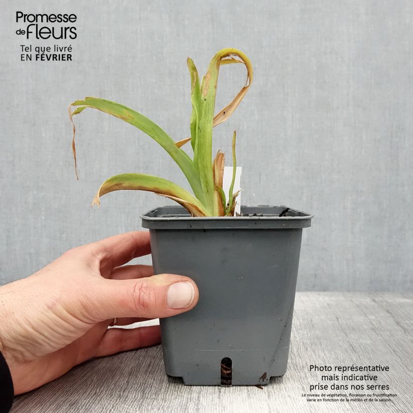 Amostra de Hémérocalle Nagasaki - Lis d'un jour Pot de 1L/1,5L tal como entregue no inverno