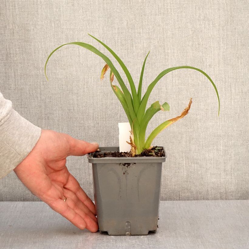 Amostra de Hemerocallis Nagasaki Vaso de 1 L/1,5 L tal como entregue na primavera