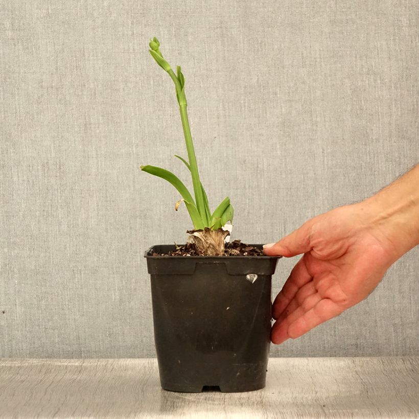 Amostra de Hemerocallis Nature's Crown Vaso de 1 L/1,5 L tal como entregue no verão