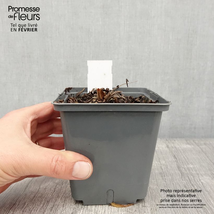 Amostra de Hémérocalle Nature's Crown - Lis d'un jour Pot de 1L/1,5L tal como entregue no inverno