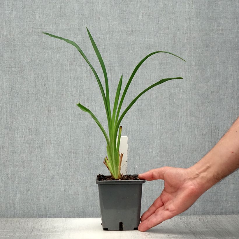 Amostra de Hemerocallis Night Embers Vaso de 1 L/1,5 L tal como entregue no verão