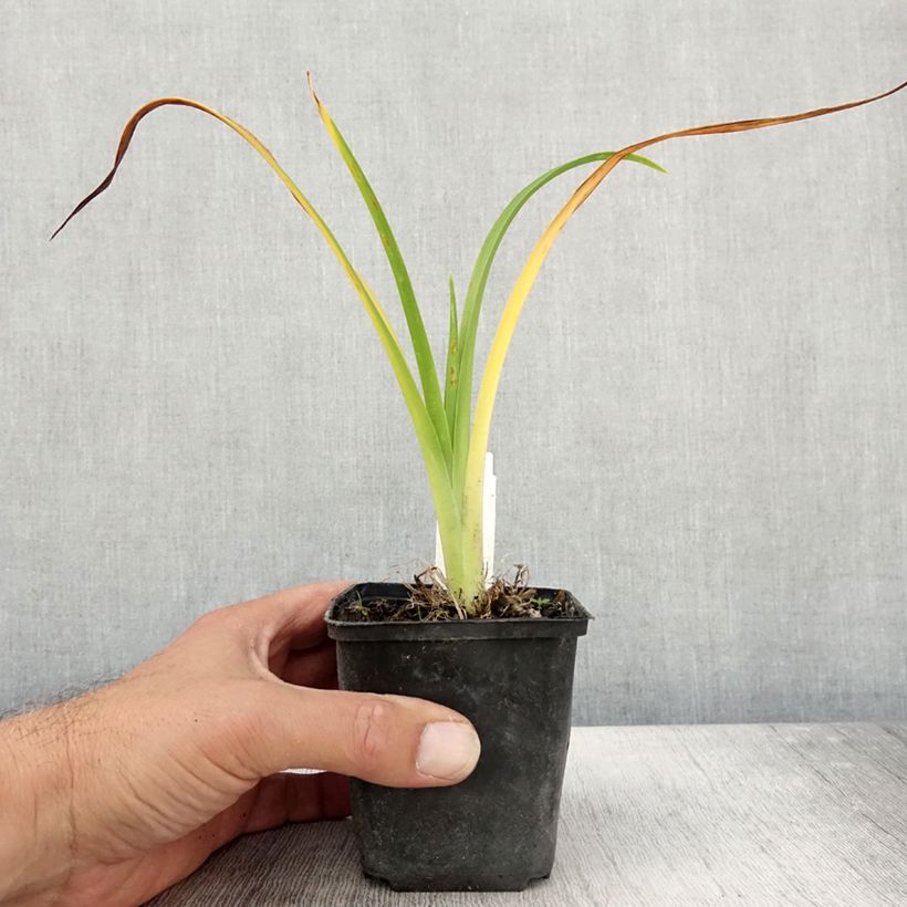 Amostra de Hemerocallis Olive Bailey Langdon Vaso de 8/9 cm tal como entregue no outono