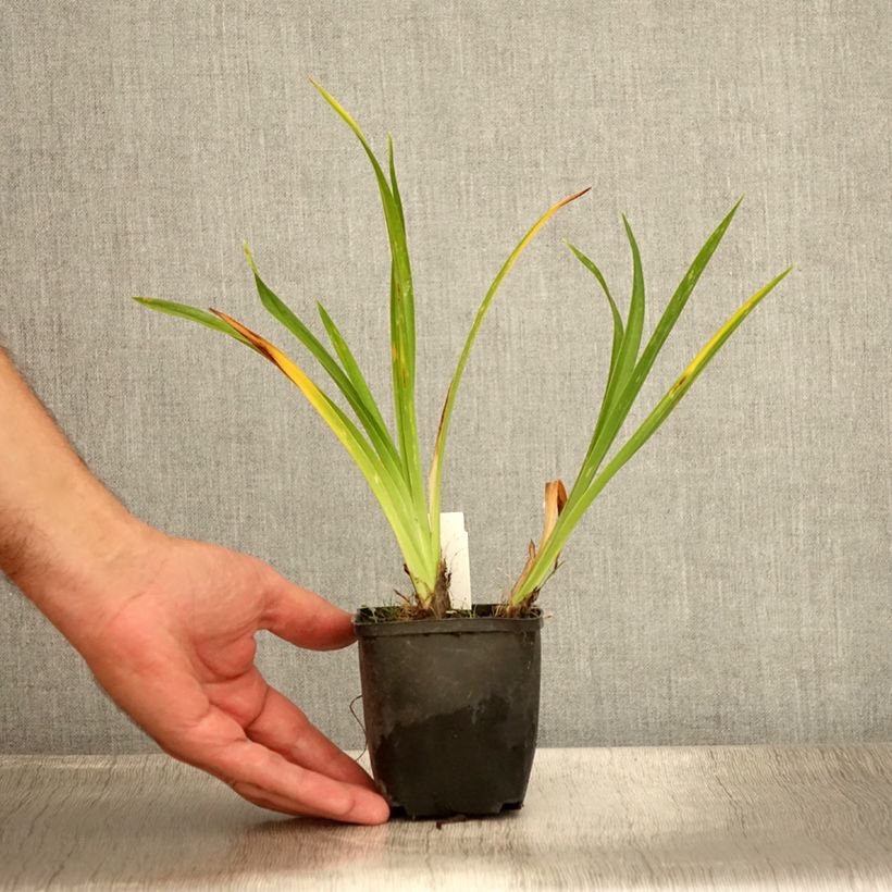 Amostra de Hemerocallis Olive Bailey Langdon Vaso de 8/9 cm tal como entregue no verão
